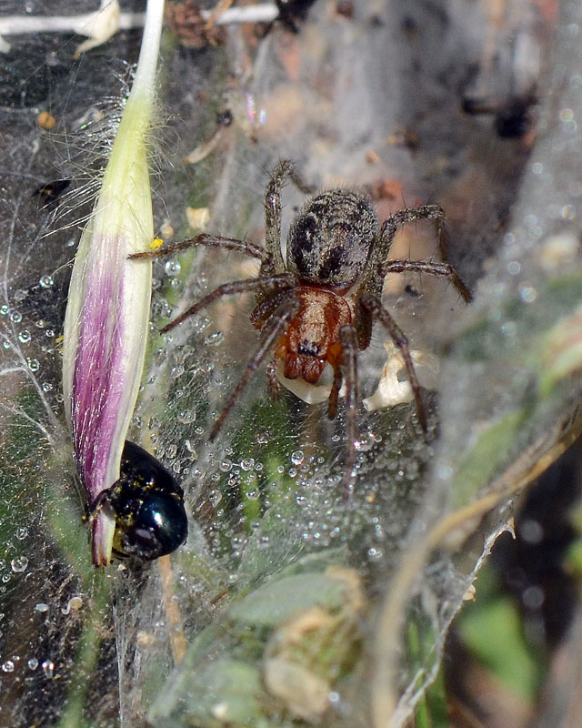 Agelena cf. labyrinthica